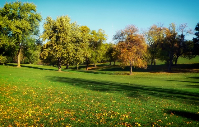 trees-grass-lawn-park2